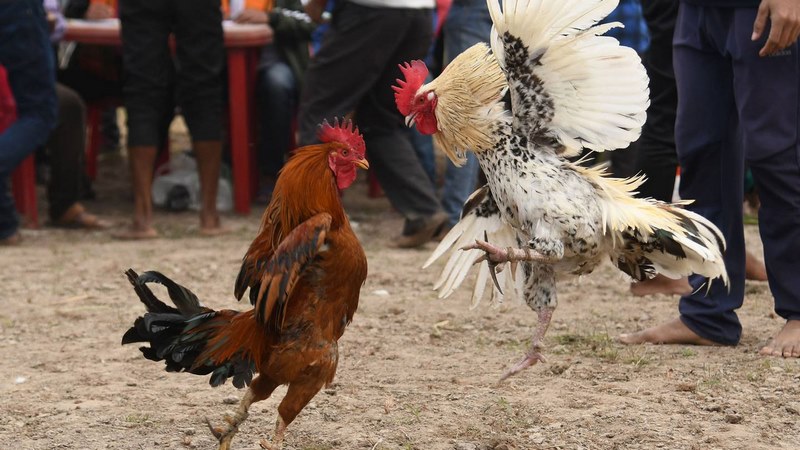 Giống gà tre truyền thống có khả năng đấu chiến quyết liệt