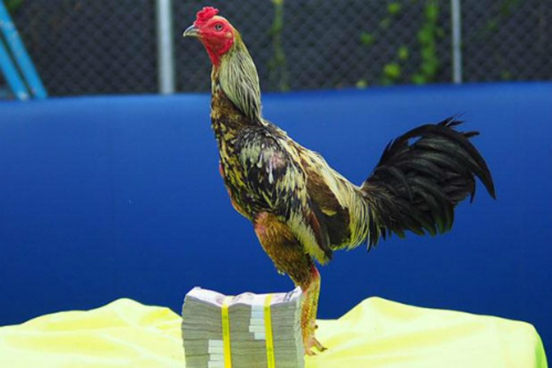 Tiền đặt cược cực khủng tại các sới gà nổi tiếng trên thế giới